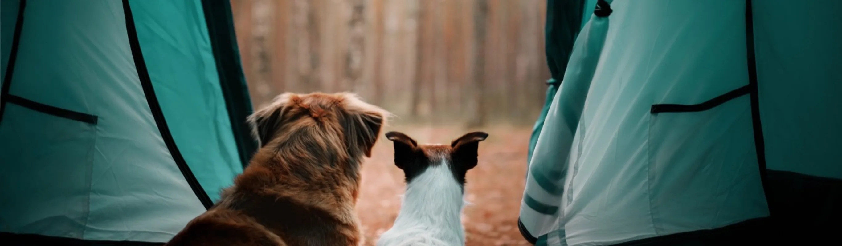 2 dogs in a tent looking at the woods 2 dogs in a tent looking at the woods