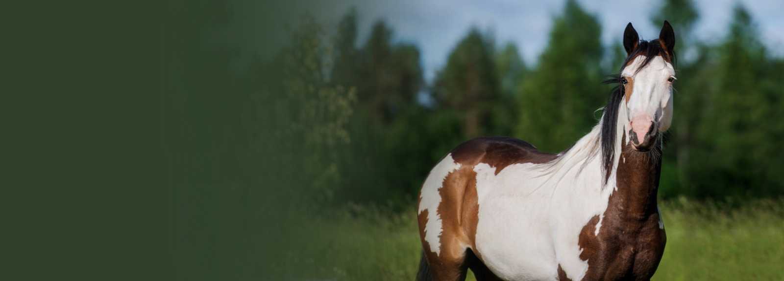 White/Brown Horse Standing in Front of Trees
