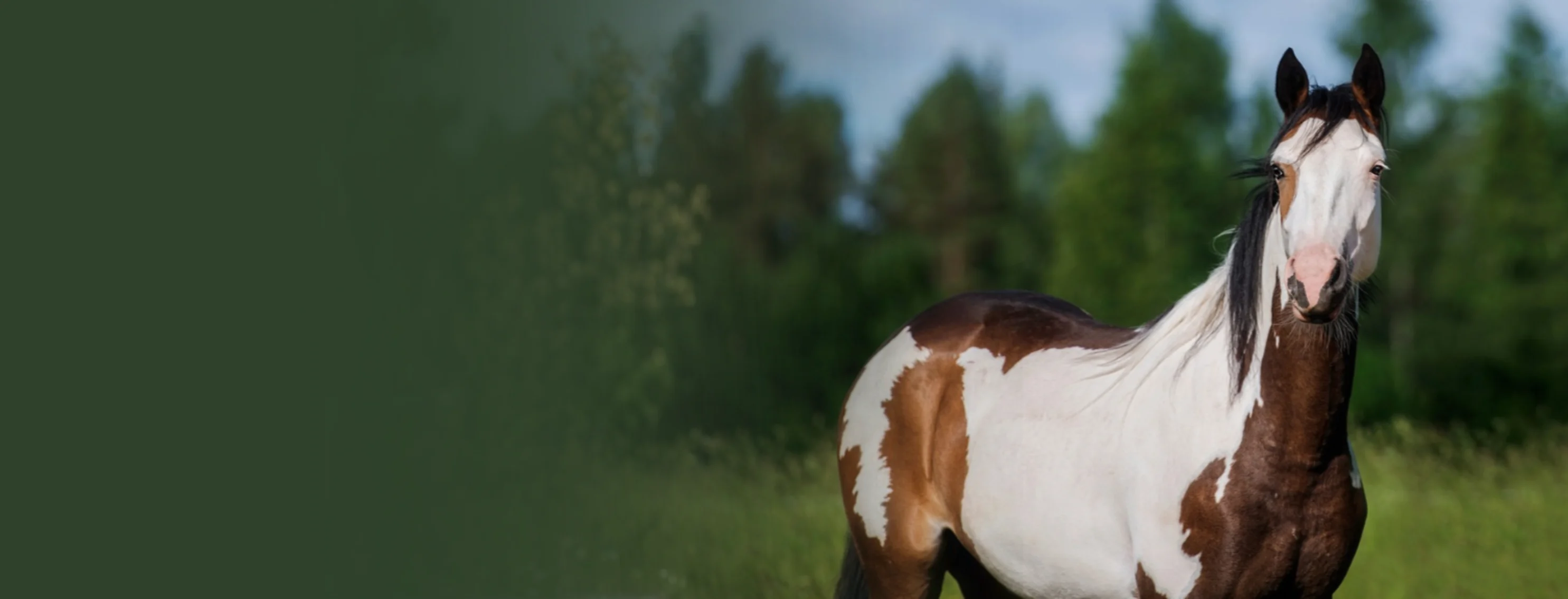 White/Brown Horse Standing in Front of Trees White/Brown Horse Standing in Front of Trees