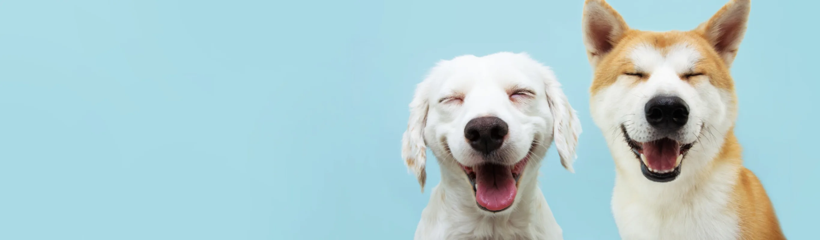 Two Happy Dogs Smiling with Closed Eyes with a Light Blue Background Two Happy Dogs Smiling with Closed Eyes with a Light Blue Background