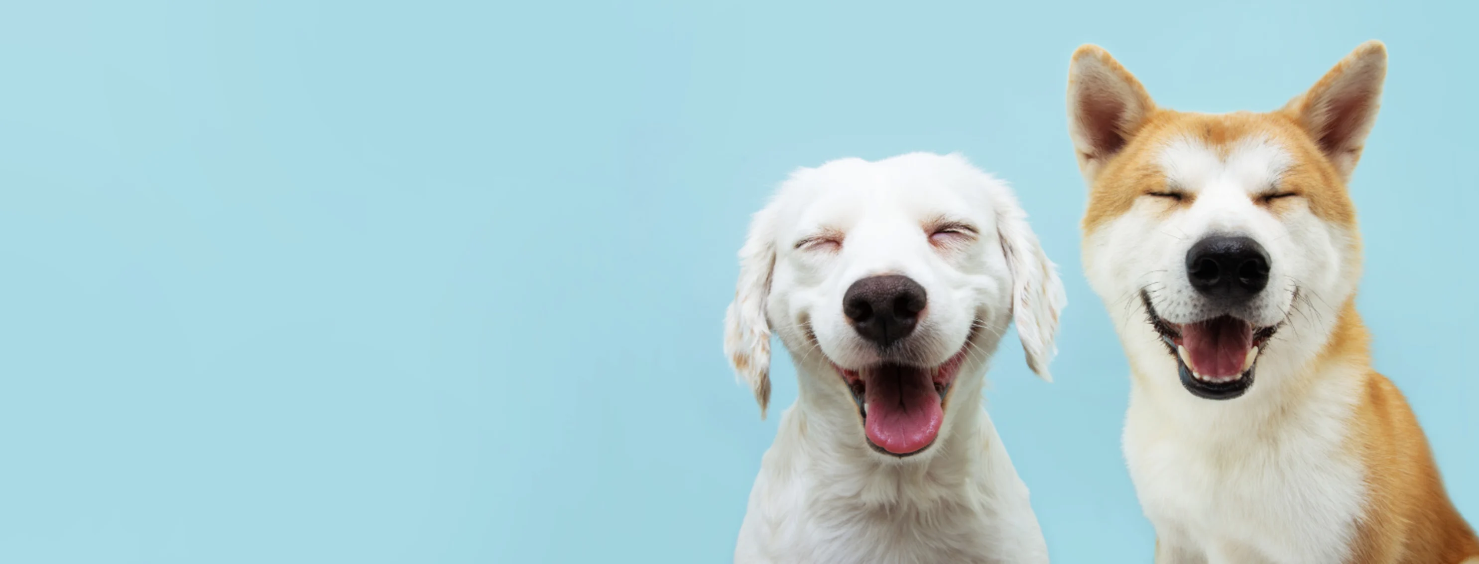 Two Happy Dogs Smiling with Closed Eyes with a Light Blue Background