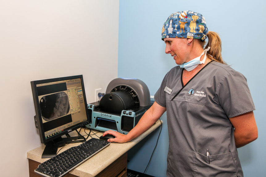 Veterinarian Examining Dental X-Rays