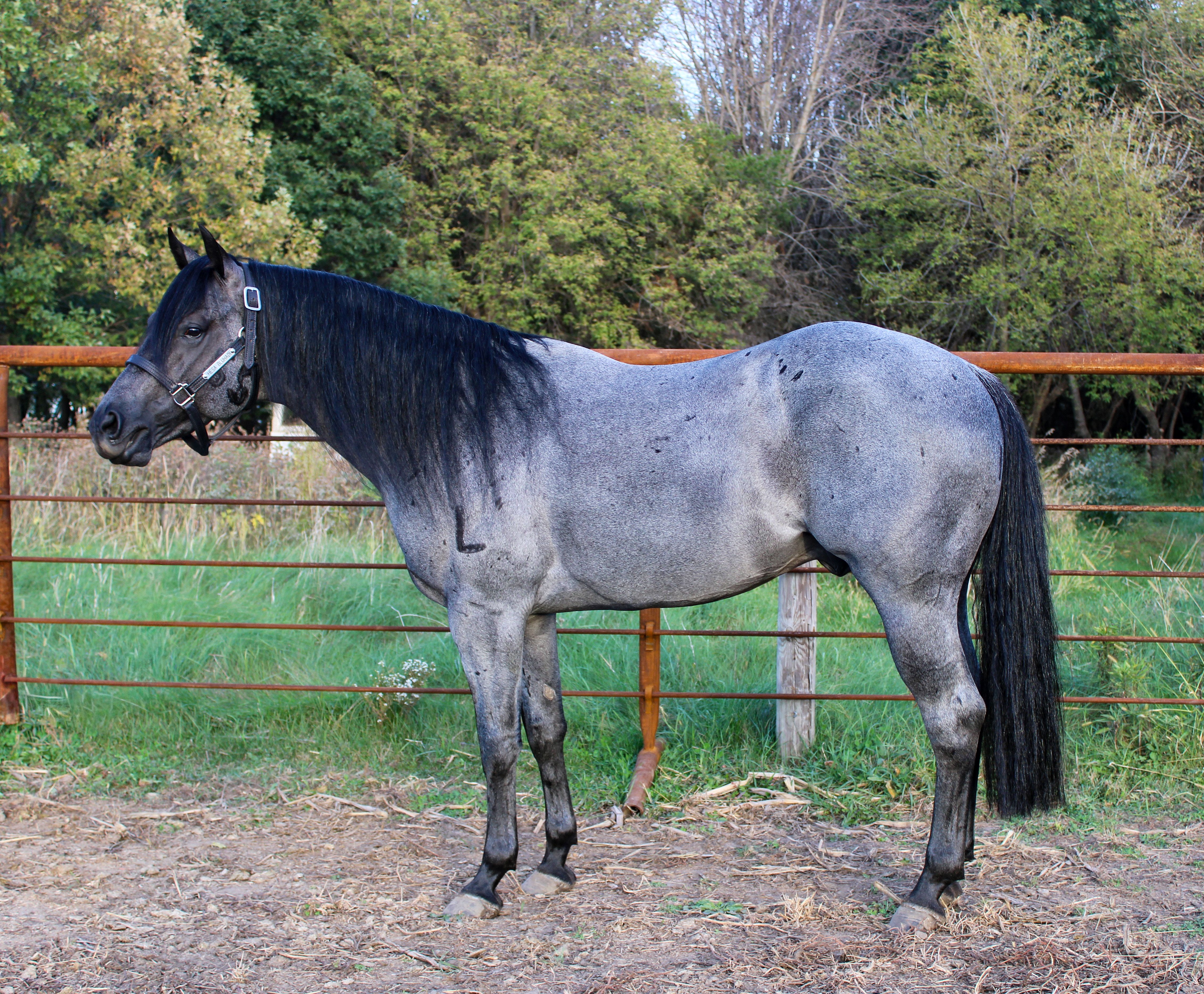 Hesa Bluhadi Side Profile