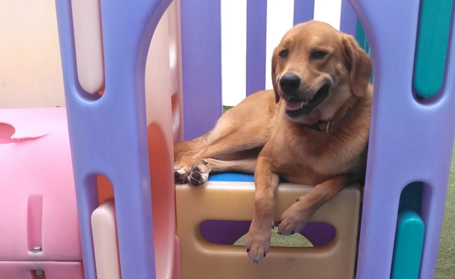 A Dog Sits Atop a Toy Slide