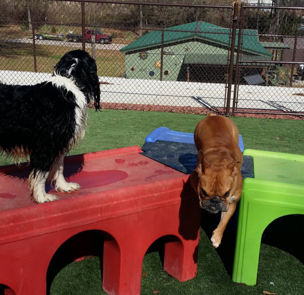 Dog playing on the grass