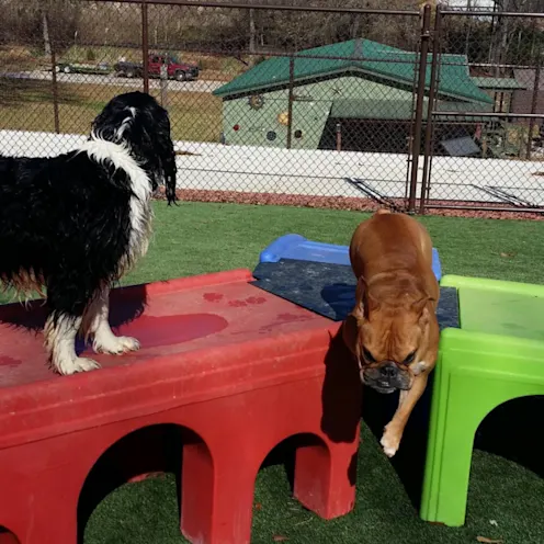 Dog playing on the grass Dog playing on the grass