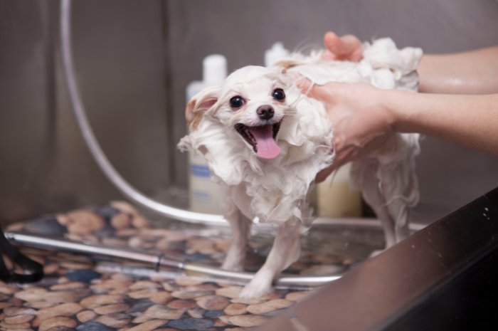 A dog is given a bath while at PetSuites during spring break. 