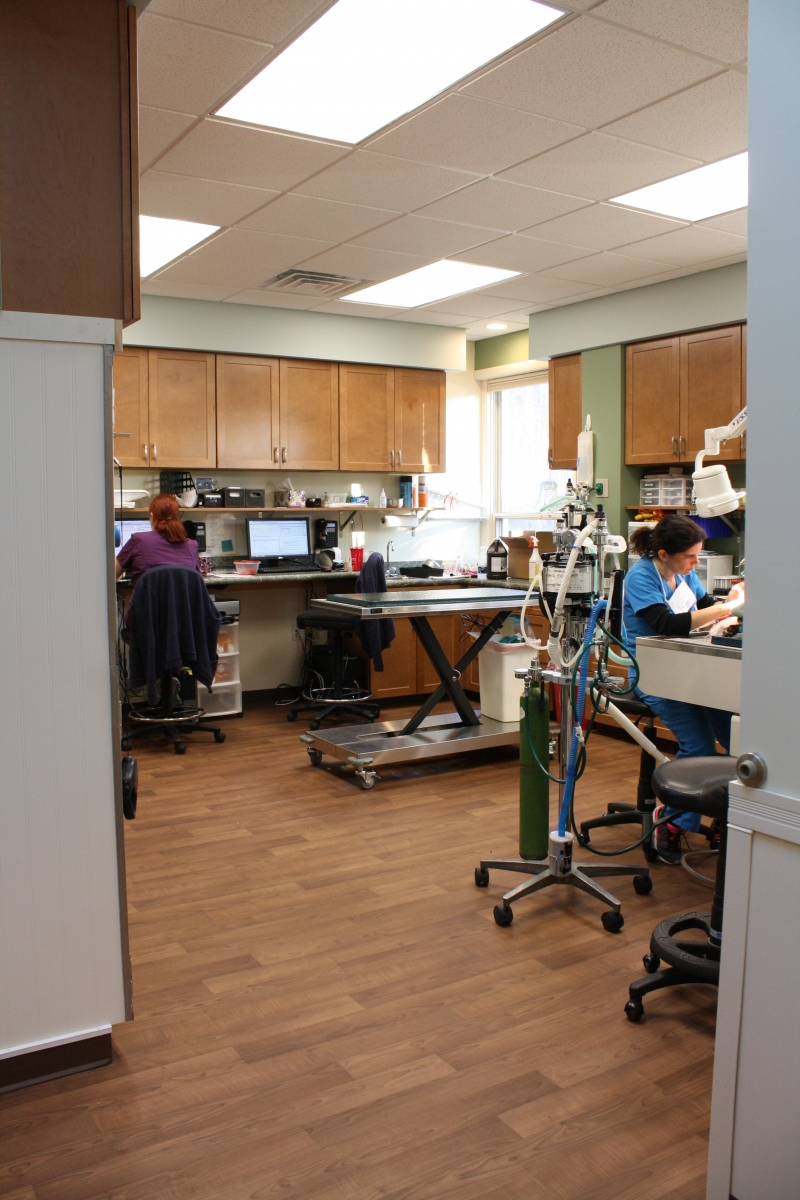 Induction room inside Northampton Veterinary Clinic