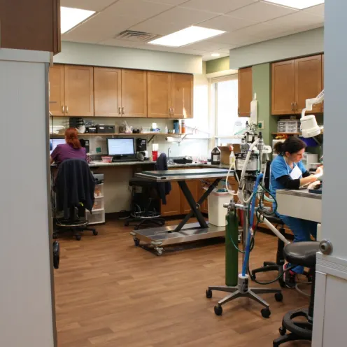 Induction room inside Northampton Veterinary Clinic