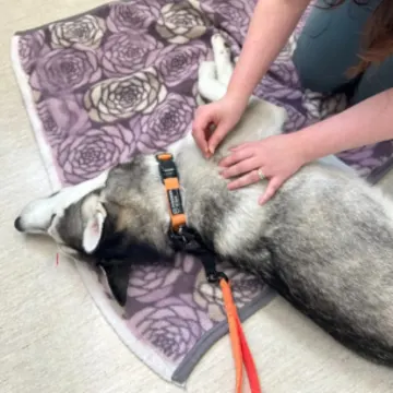 Husky Receiving Acupuncture Husky Receiving Acupuncture