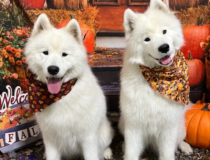 Two dogs pose during a Halloween photoshoot at PetSuites. Two dogs pose during a Halloween photoshoot at PetSuites.
