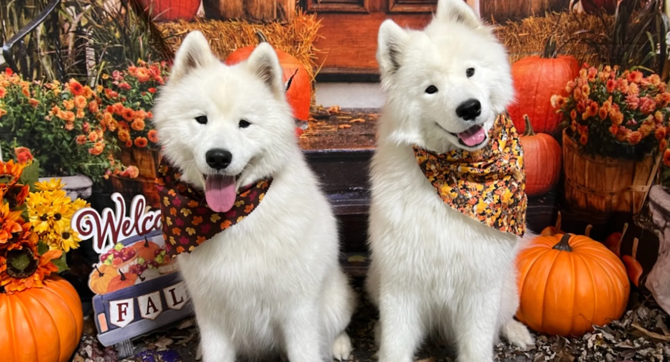 Two dogs pose during a Halloween photoshoot at PetSuites. Two dogs pose during a Halloween photoshoot at PetSuites.