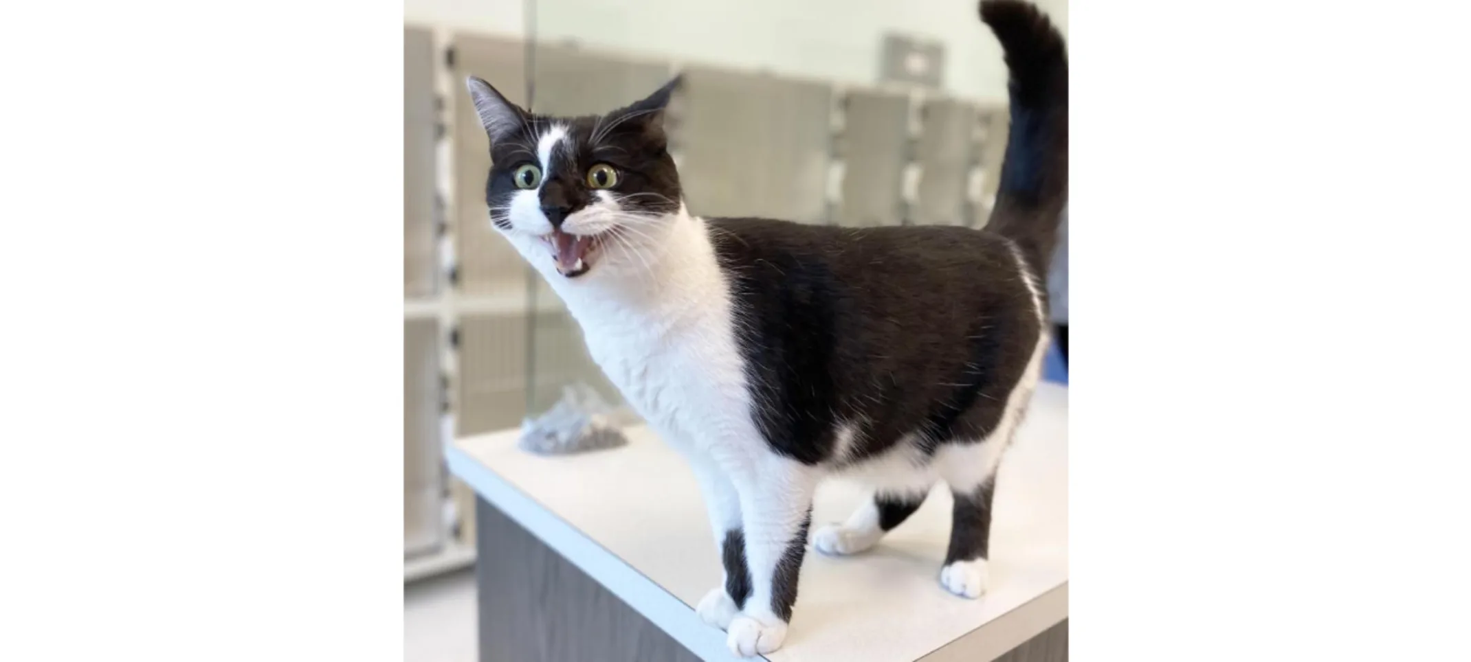 Cat Meowing Cat Meowing