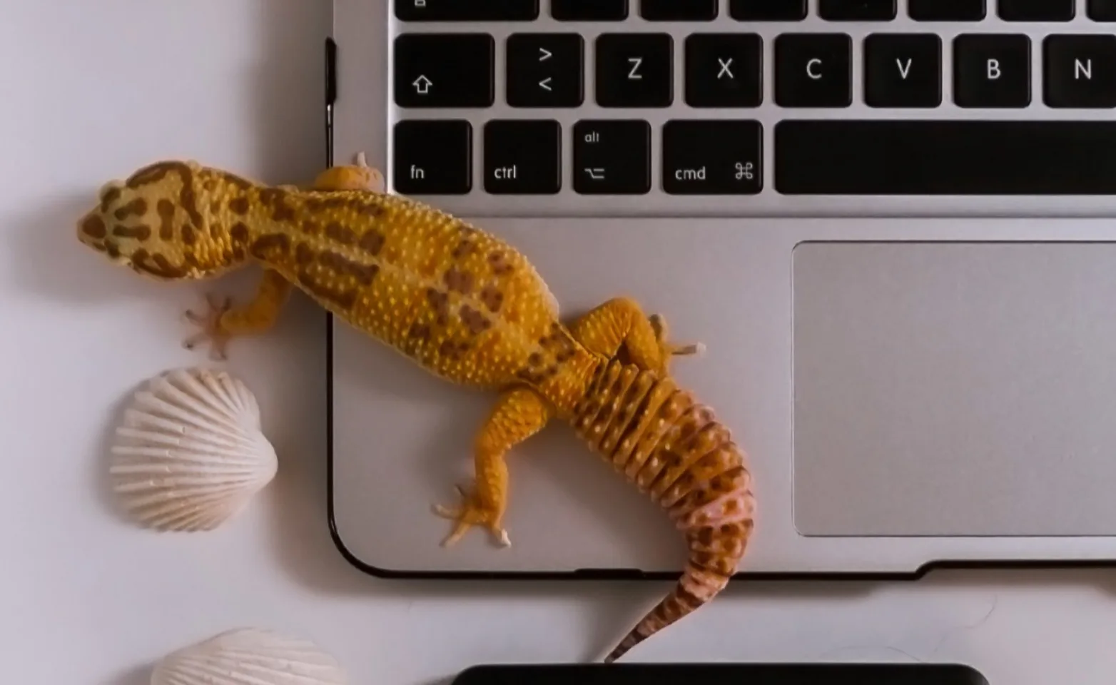 Yellow lizard sitting on a laptop