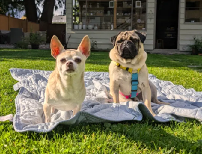 Two leashed dogs sitting next to eachother on a blanket outside. Two leashed dogs sitting next to eachother on a blanket outside.