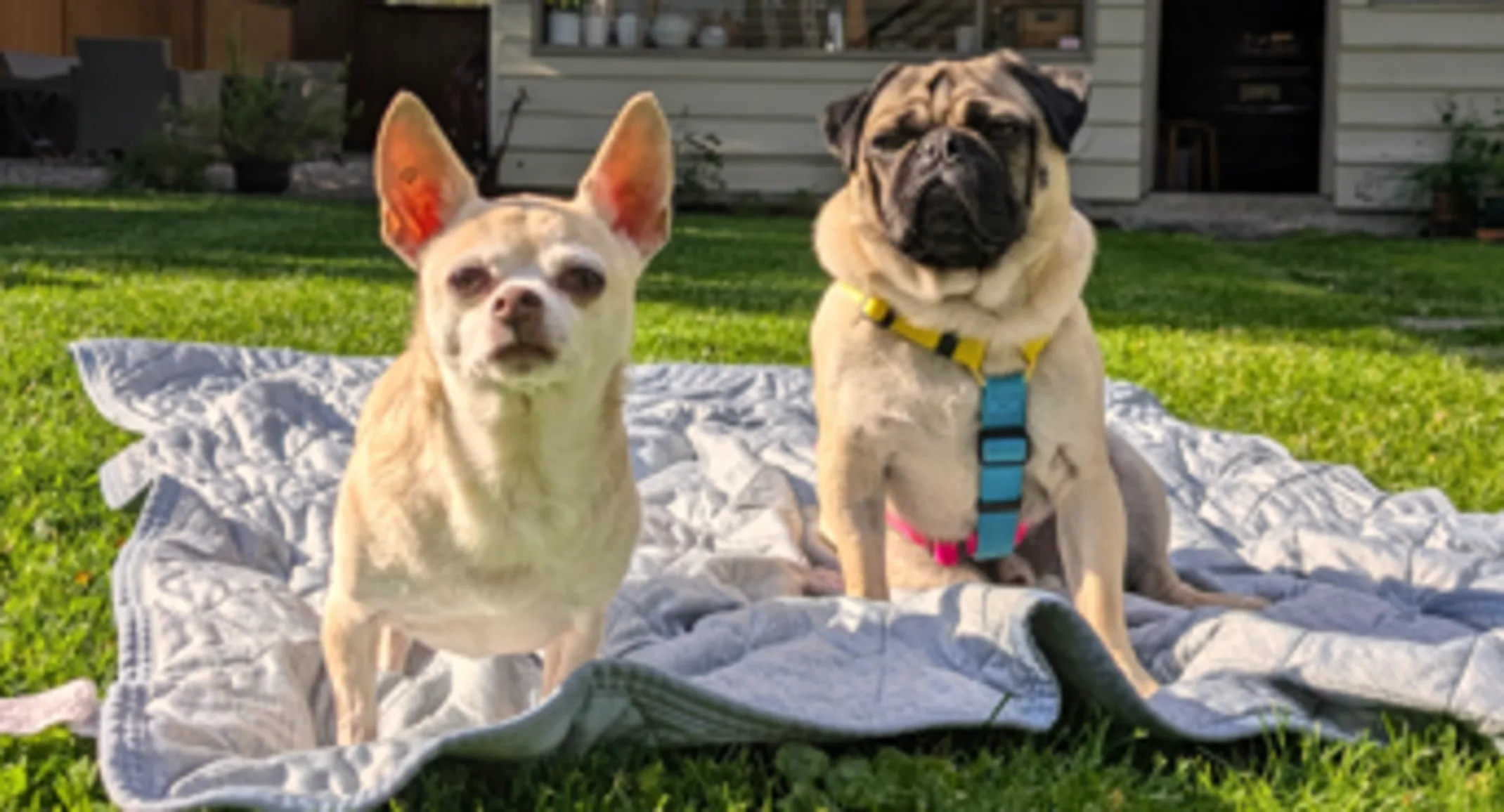 Two leashed dogs sitting next to eachother on a blanket outside. Two leashed dogs sitting next to eachother on a blanket outside.