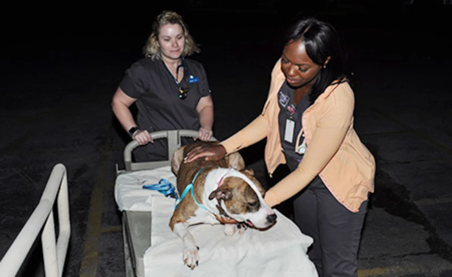 AECC veterinarian and technician bringing a patient into the facility