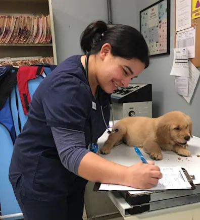 Izzel examining golden retriever puppy Izzel examining golden retriever puppy