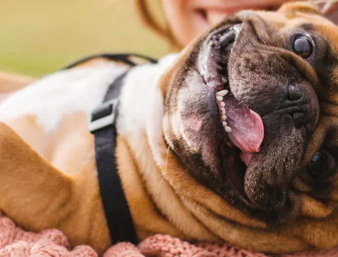 Little brown bulldog being held in a woman's arm smiling at the camera