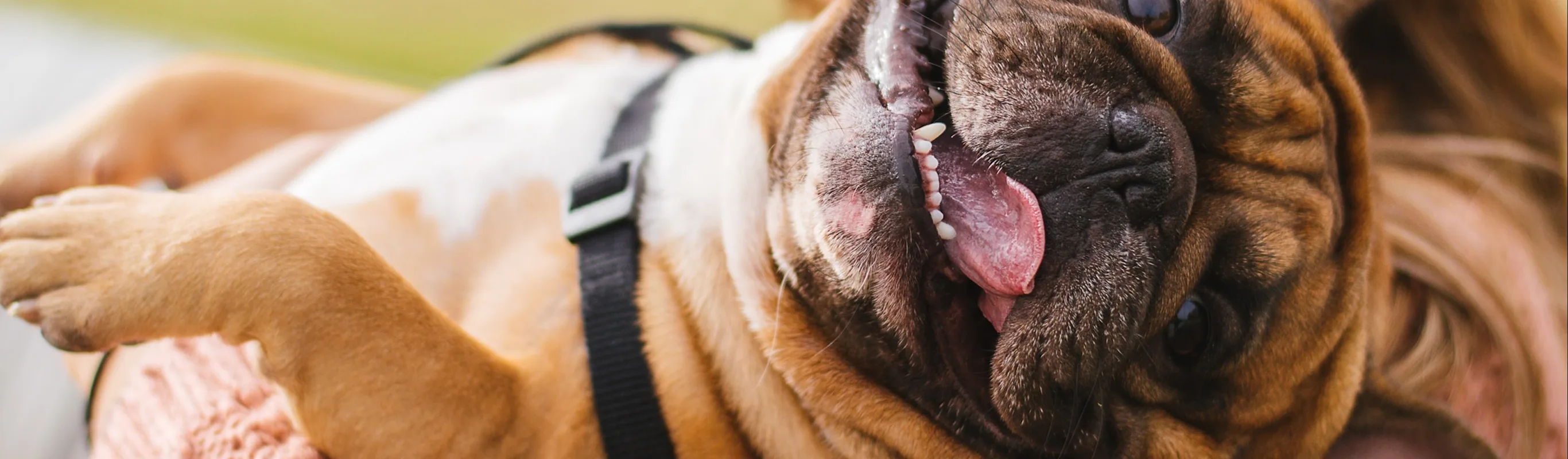 Little brown bulldog being held in a woman's arm smiling at the camera