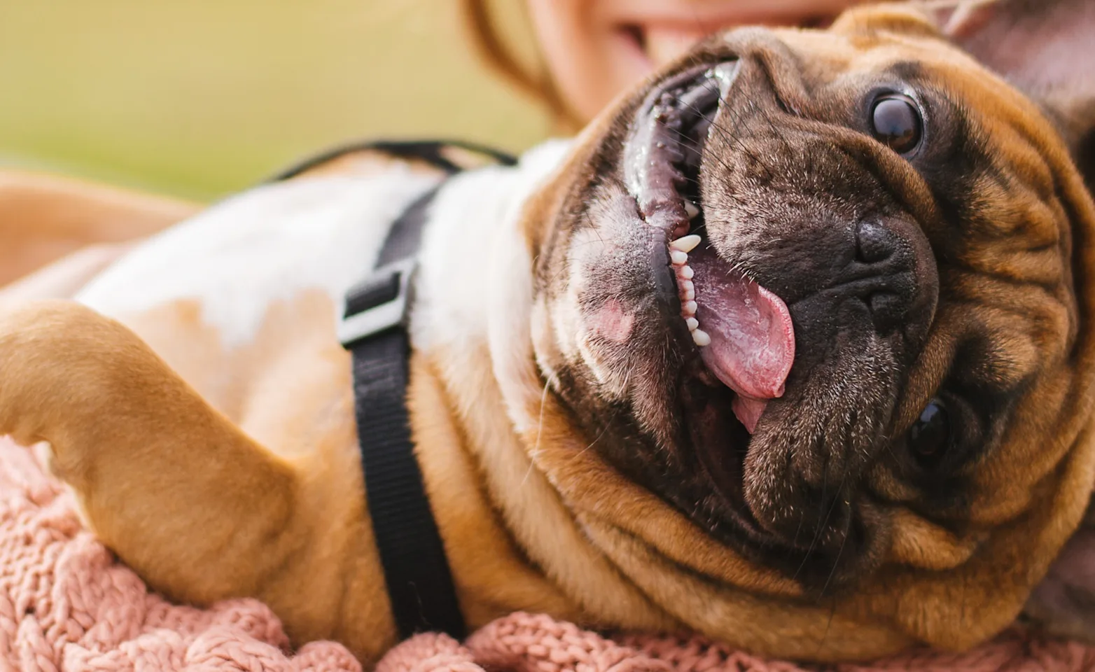 Little brown bulldog being held in a woman's arm smiling at the camera Little brown bulldog being held in a woman's arm smiling at the camera