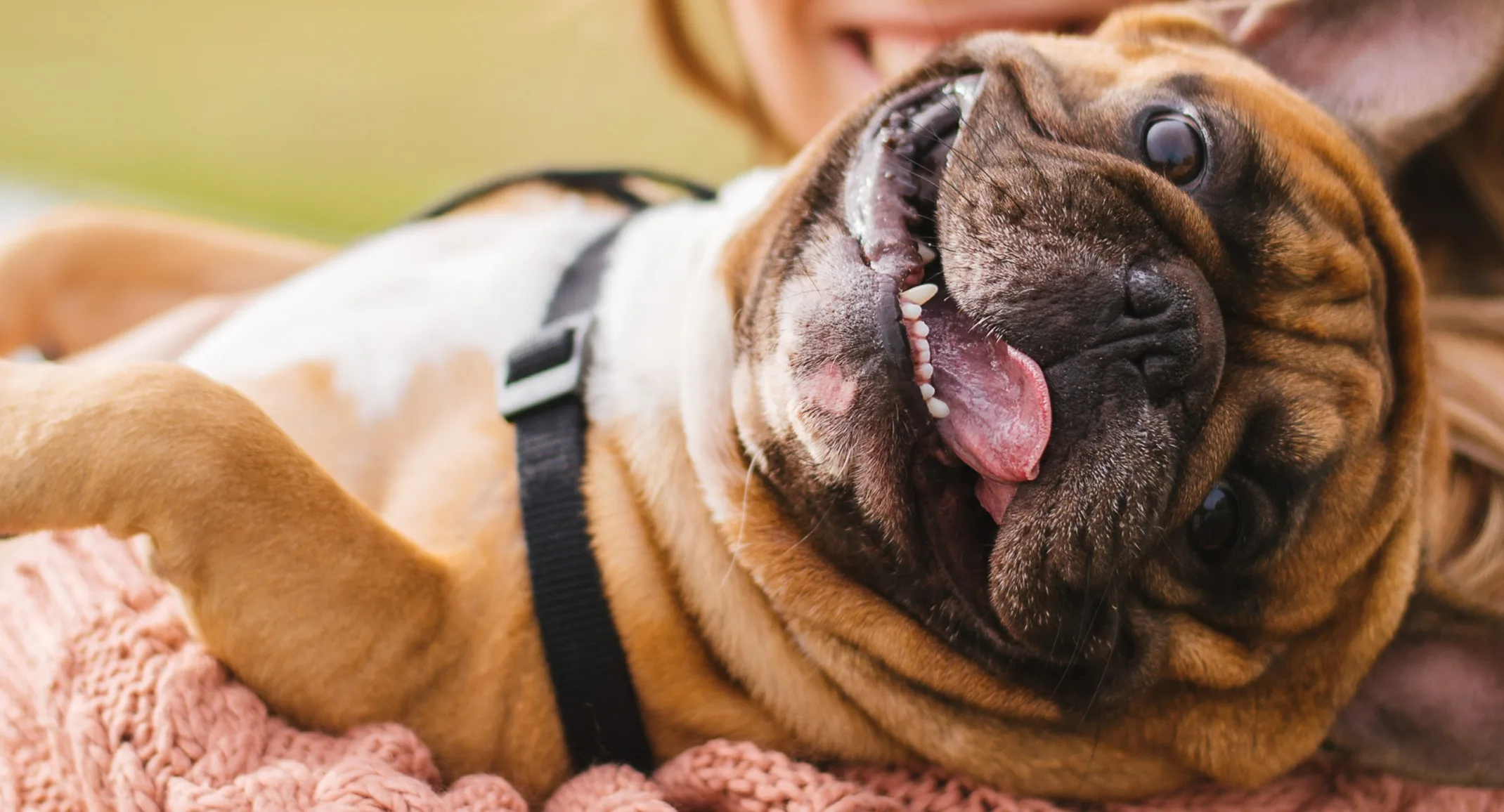 Little brown bulldog being held in a woman's arm smiling at the camera