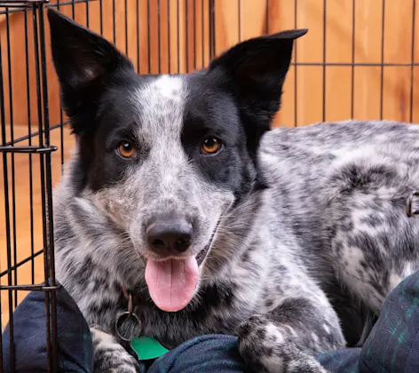 dog sitting in it's crate dog sitting in it's crate