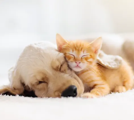 Dog and cat cuddling 