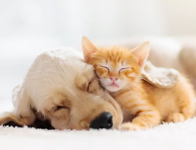 Dog and cat cuddling Dog and cat cuddling