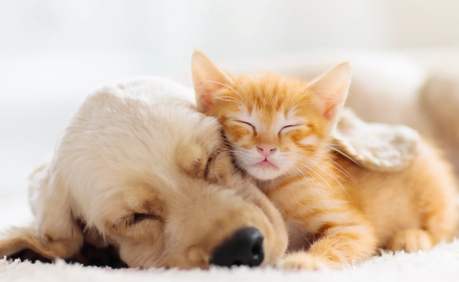 Dog and cat cuddling Dog and cat cuddling