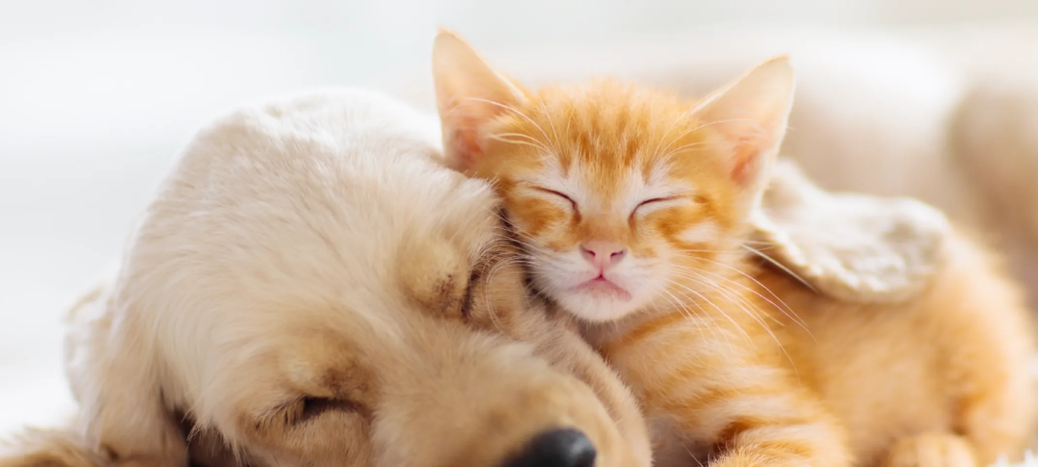 Dog and cat cuddling 