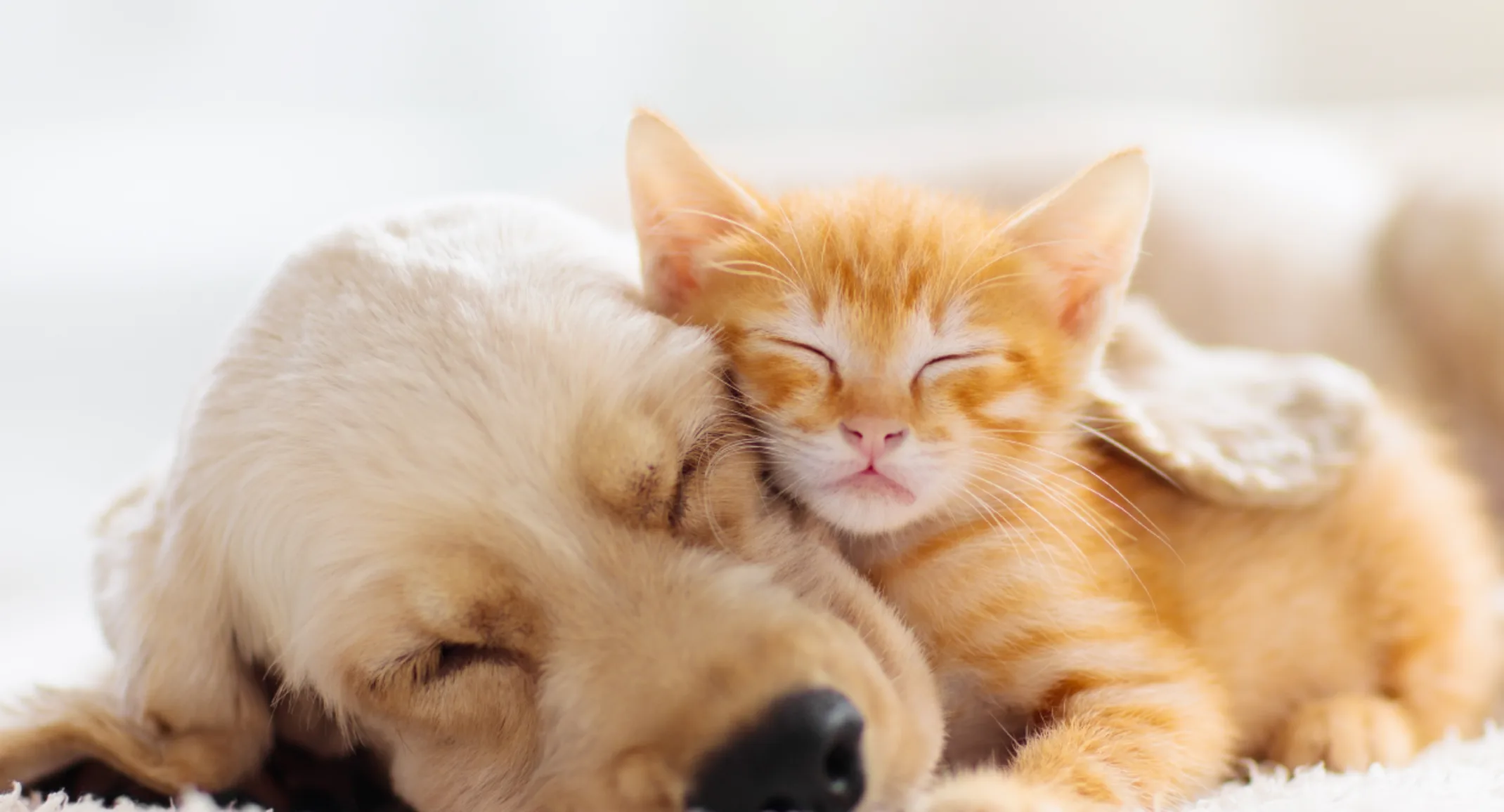 Dog and cat cuddling Dog and cat cuddling