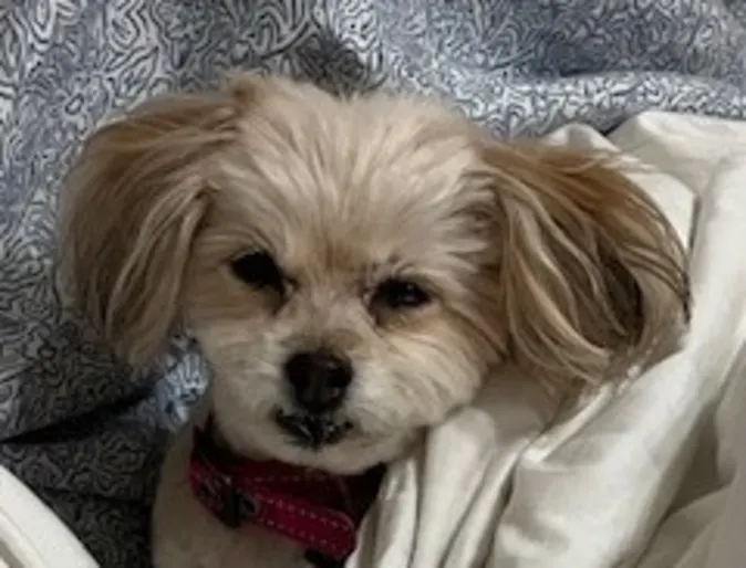 Mia the dog Mia the dog