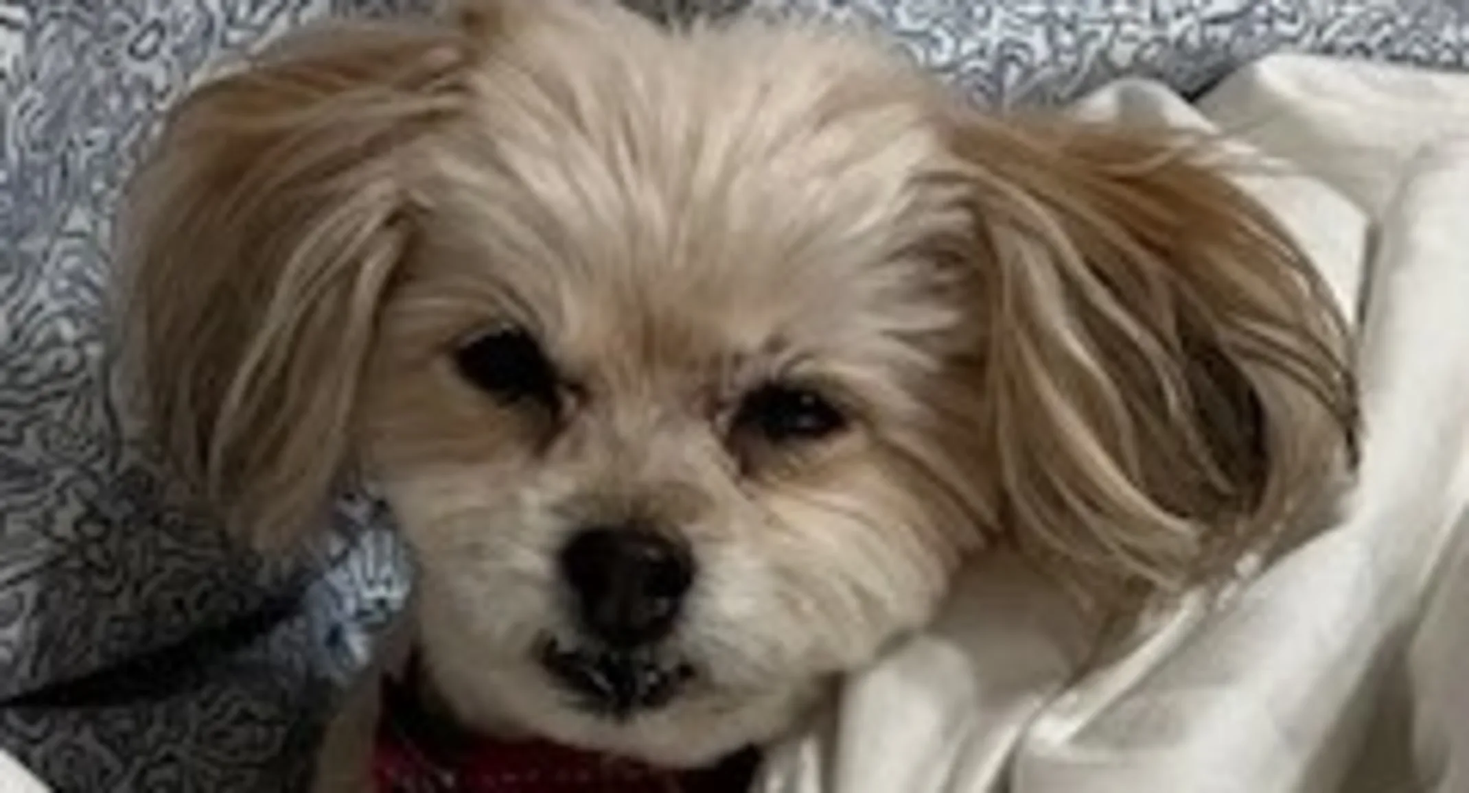 Mia the dog Mia the dog