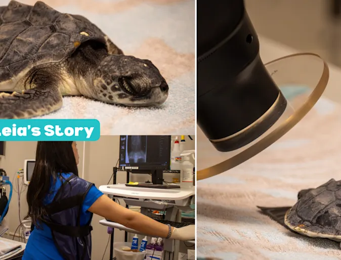 Caring for Leia the Sea Turtle Caring for Leia the Sea Turtle