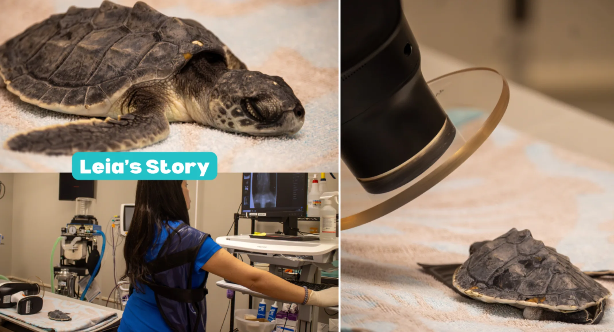 Caring for Leia the Sea Turtle Caring for Leia the Sea Turtle