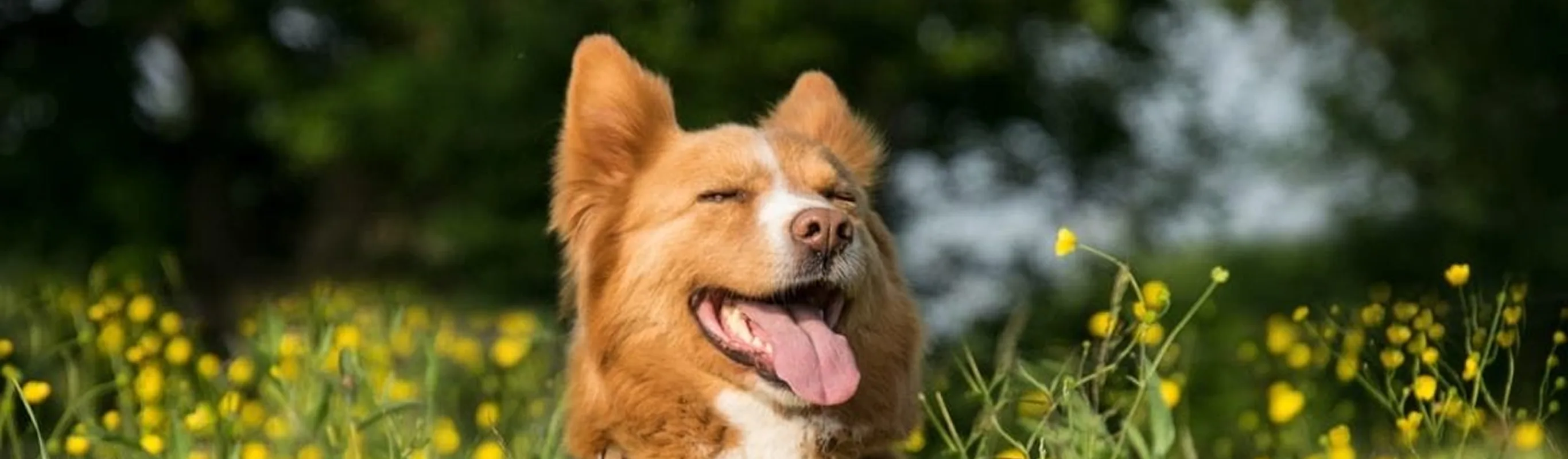 Dog Dog