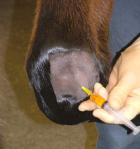  IRAP Harvesting & Injecting 4