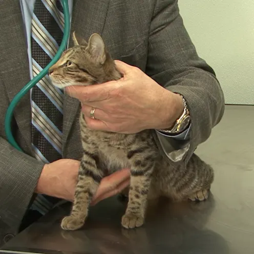 Heartworm disease prevention saves lives video