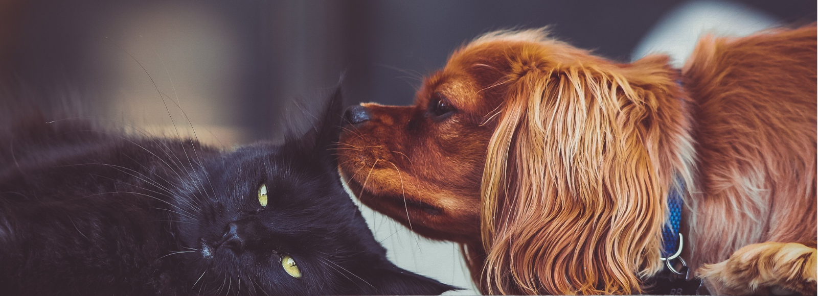 Dog & Cat Laying Next to Each Other