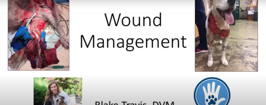 Wound Management Video