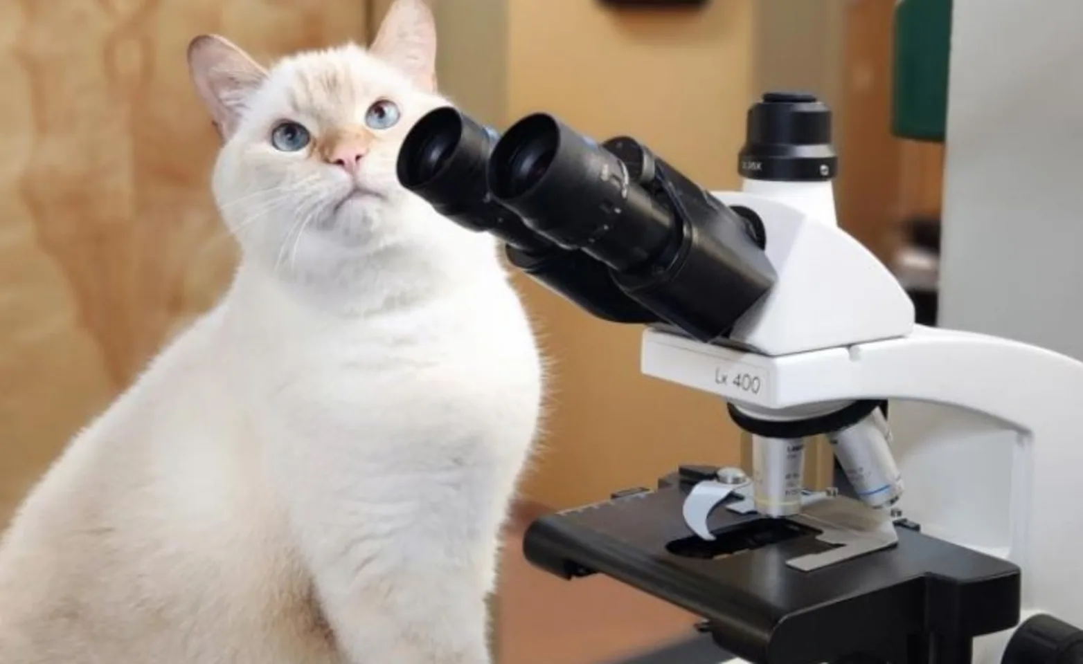 Cat next to microscope Cat next to microscope