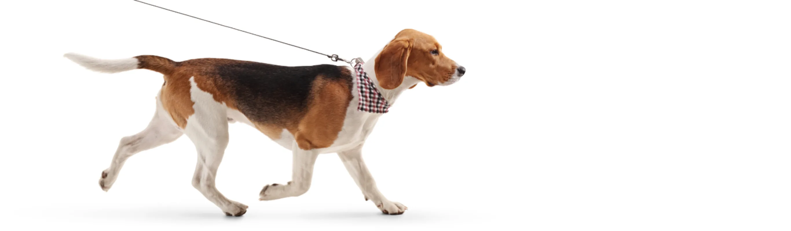 Dog Walking with a Leash Dog Walking with a Leash