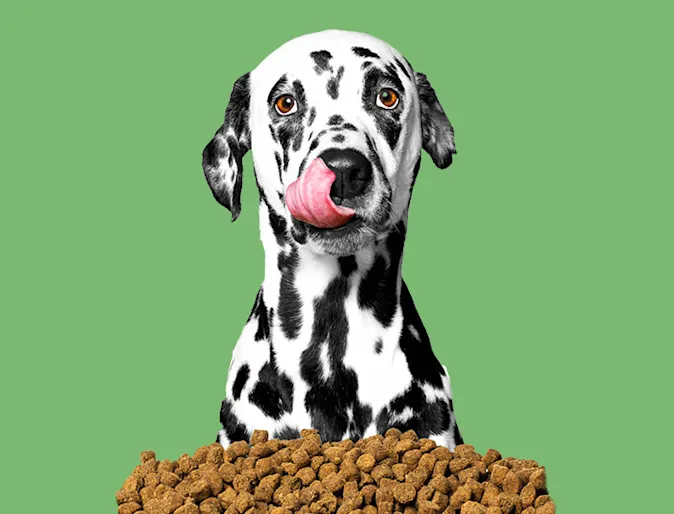 dalmatian with food on green background dalmatian with food on green background