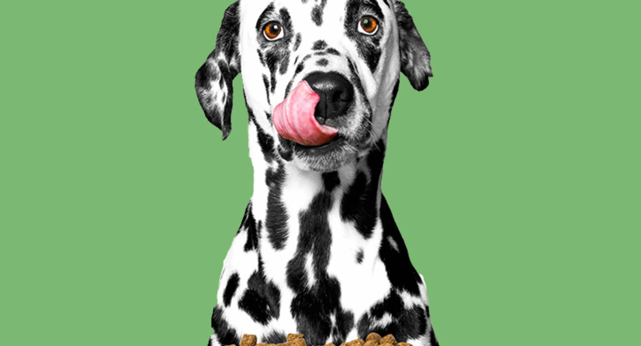 dalmatian with food on green background dalmatian with food on green background