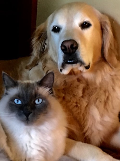 Portrait of a dog and cat sitting near each other 