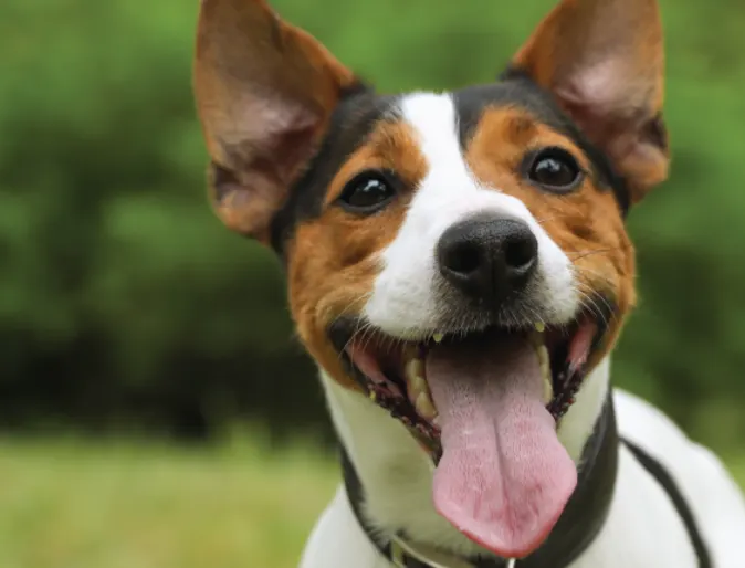 Dog with tongue out in grass