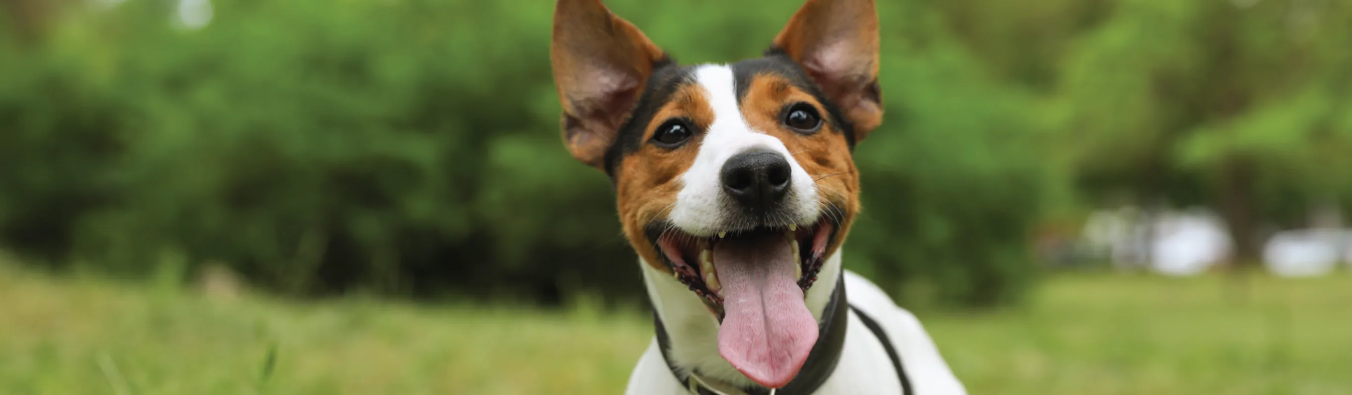 Dog with tongue out in grass