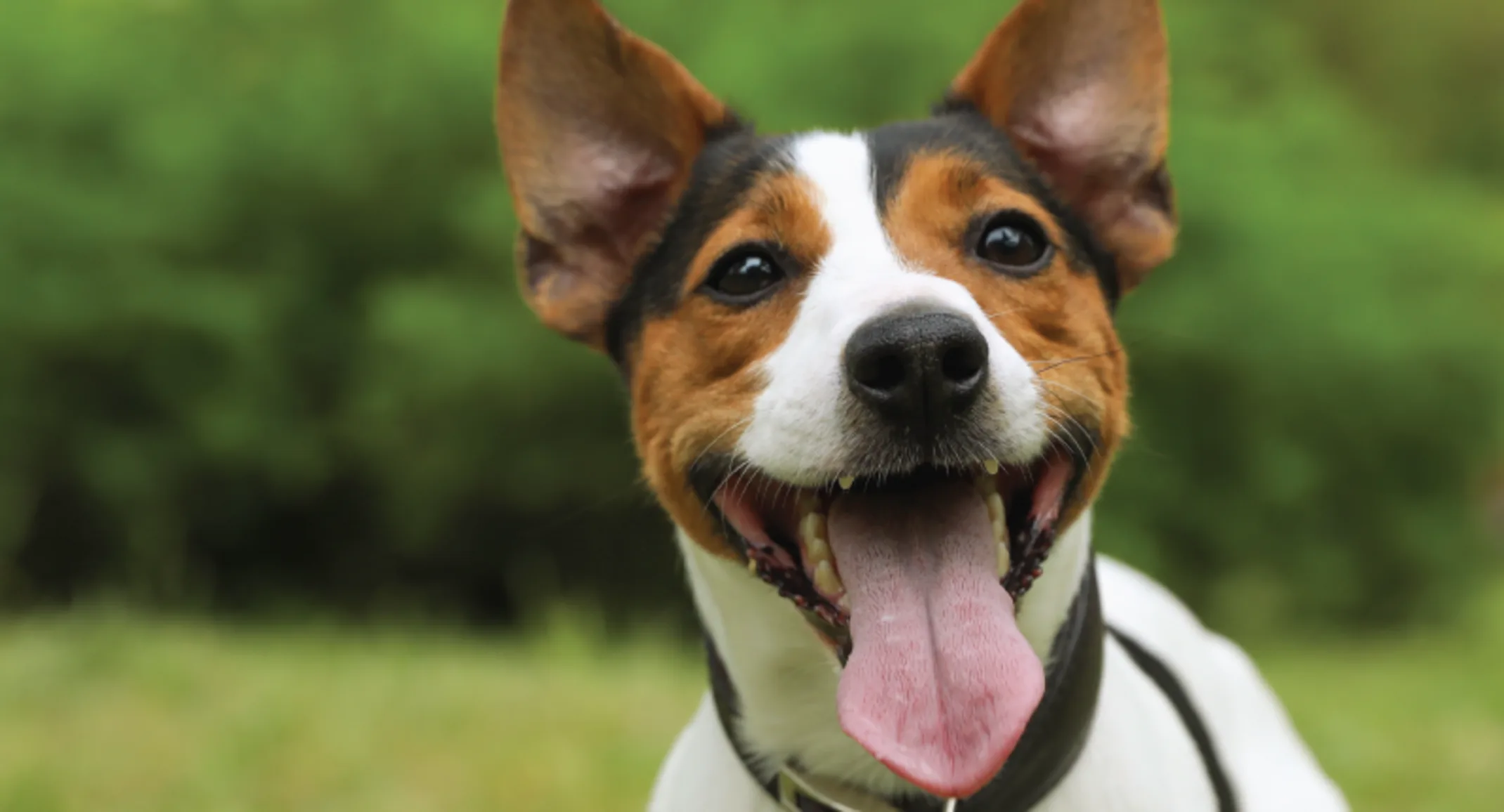 Dog with tongue out in grass