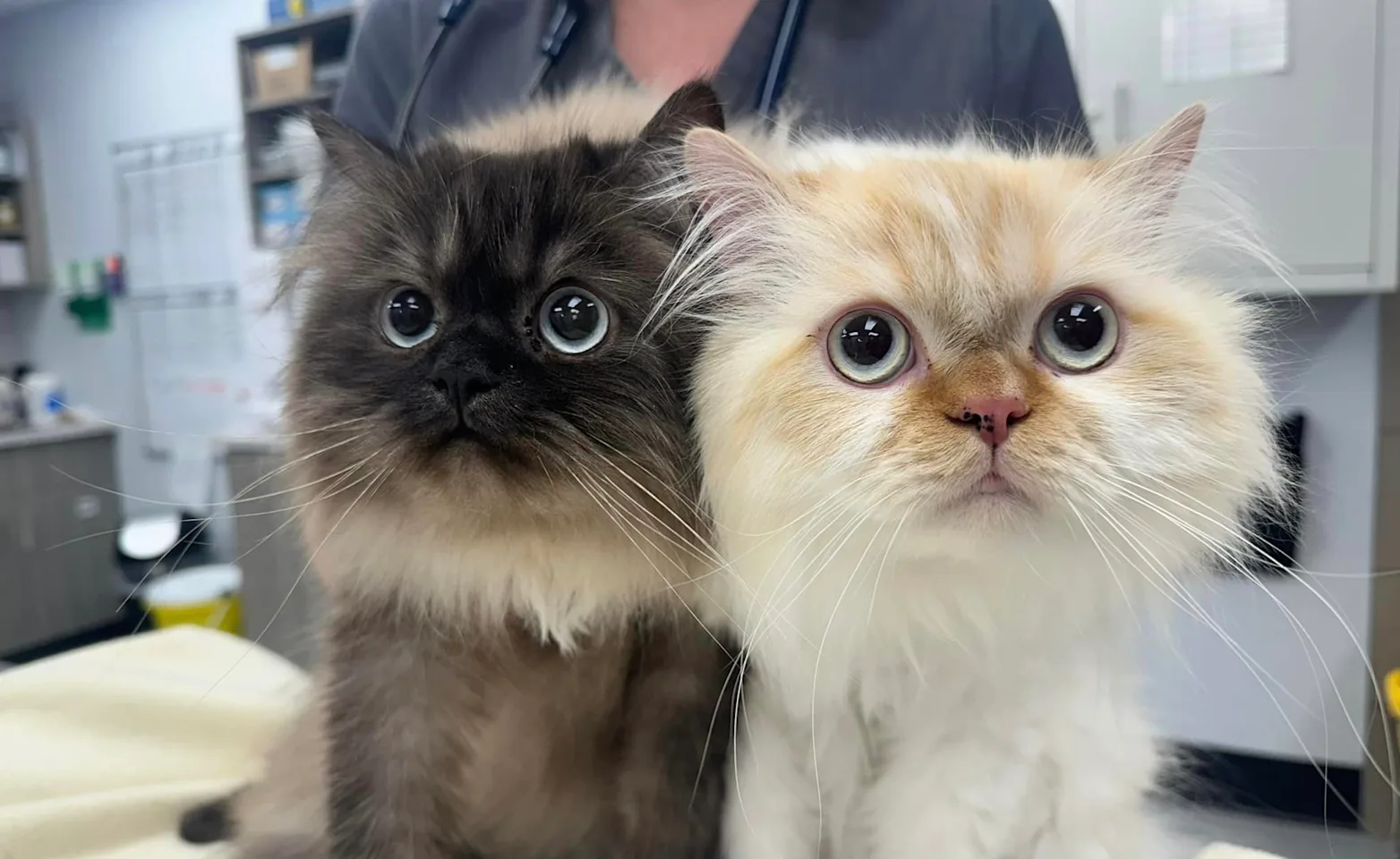 Two cats looking up on table with staff member behind Two cats looking up on table with staff member behind